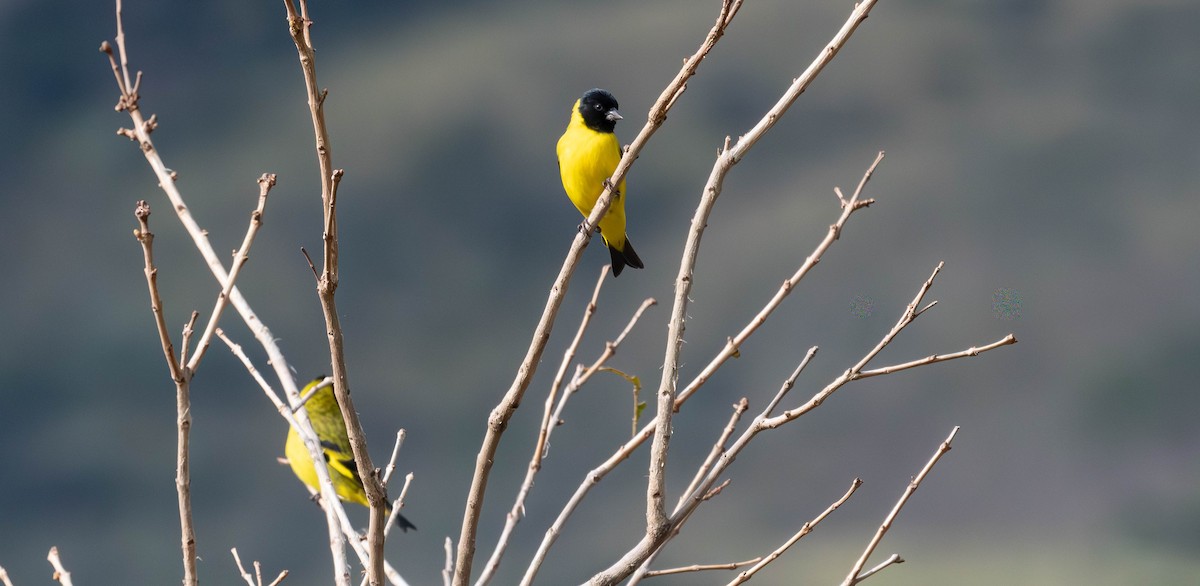 Hooded Siskin - ML638039761