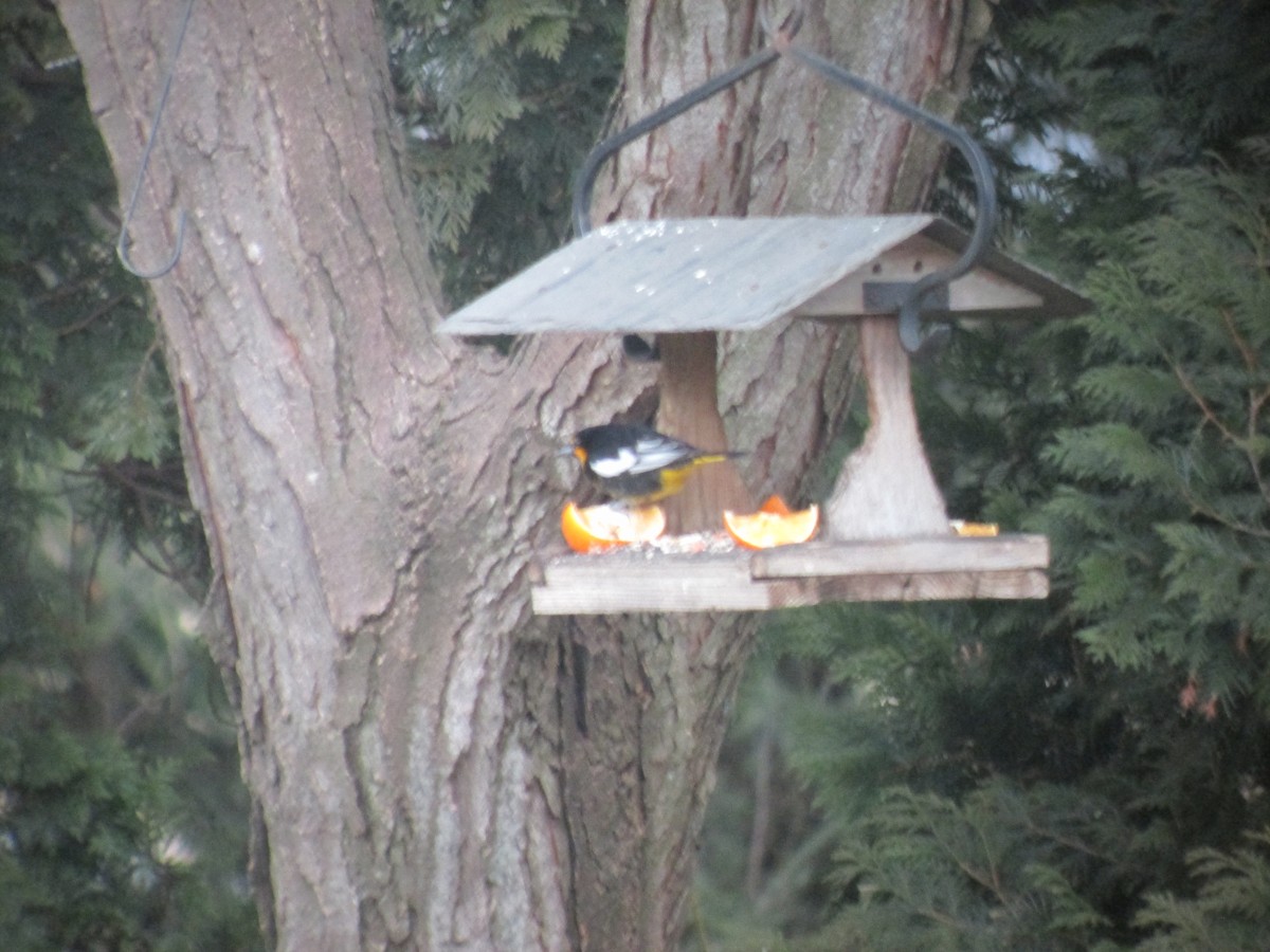 Black-backed Oriole - ML638039765