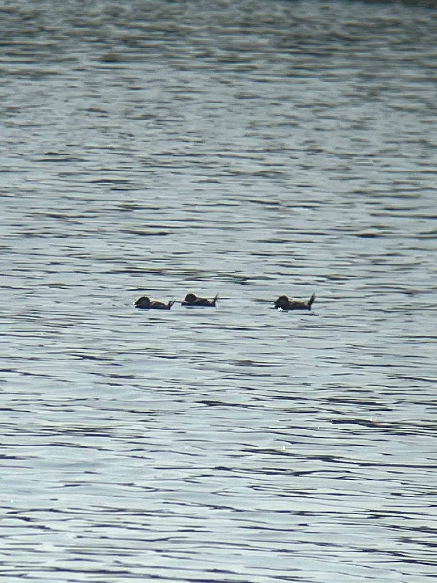 Ruddy Duck - ML638039793