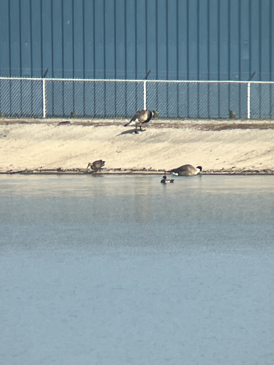 Lesser Scaup - ML638039802