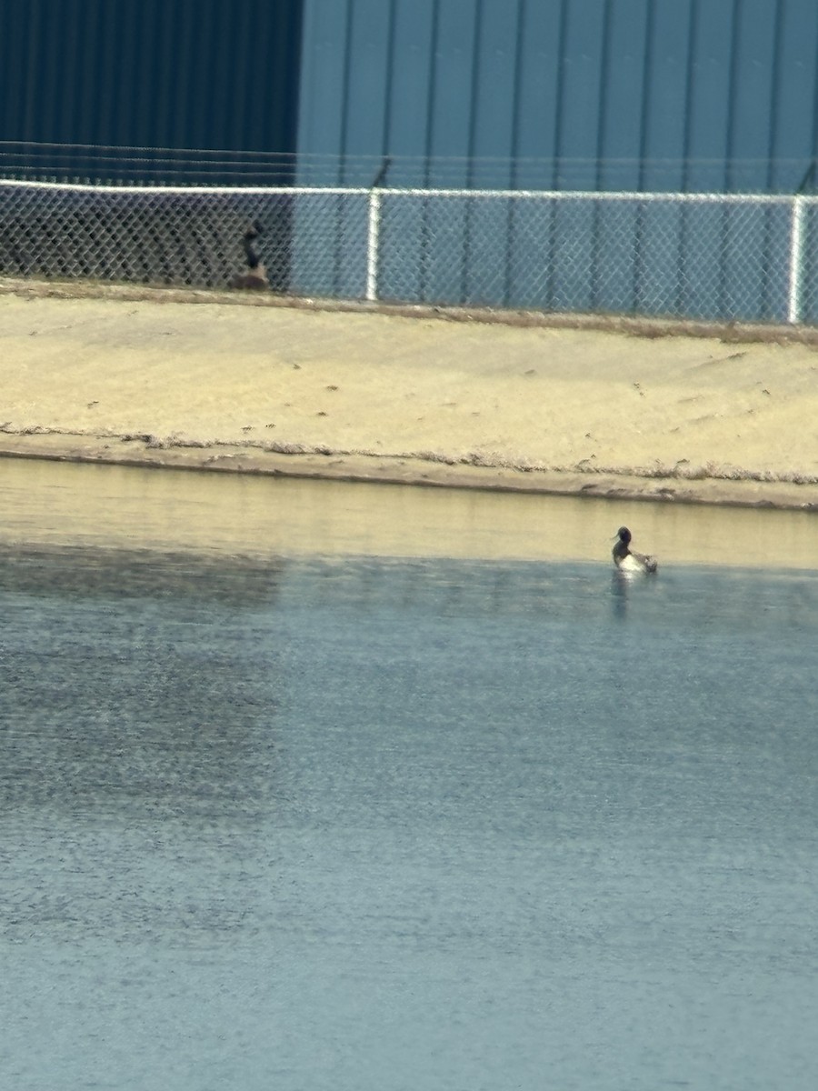 Lesser Scaup - ML638039828