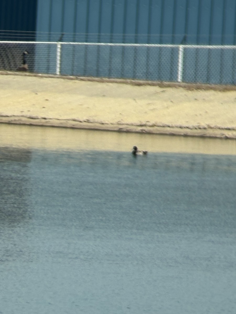 Lesser Scaup - ML638039829