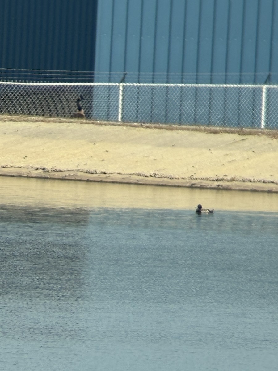 Lesser Scaup - ML638039830