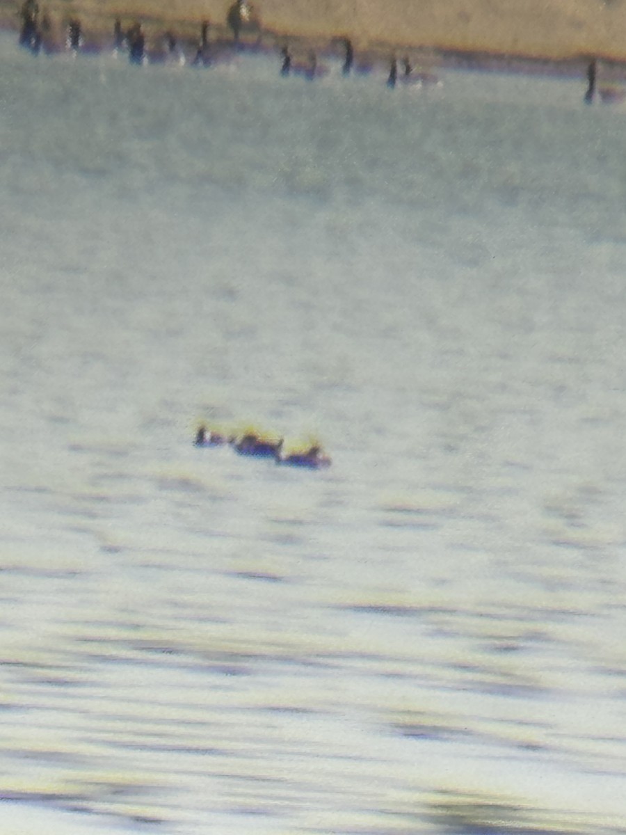 Ruddy Duck - ML638039833