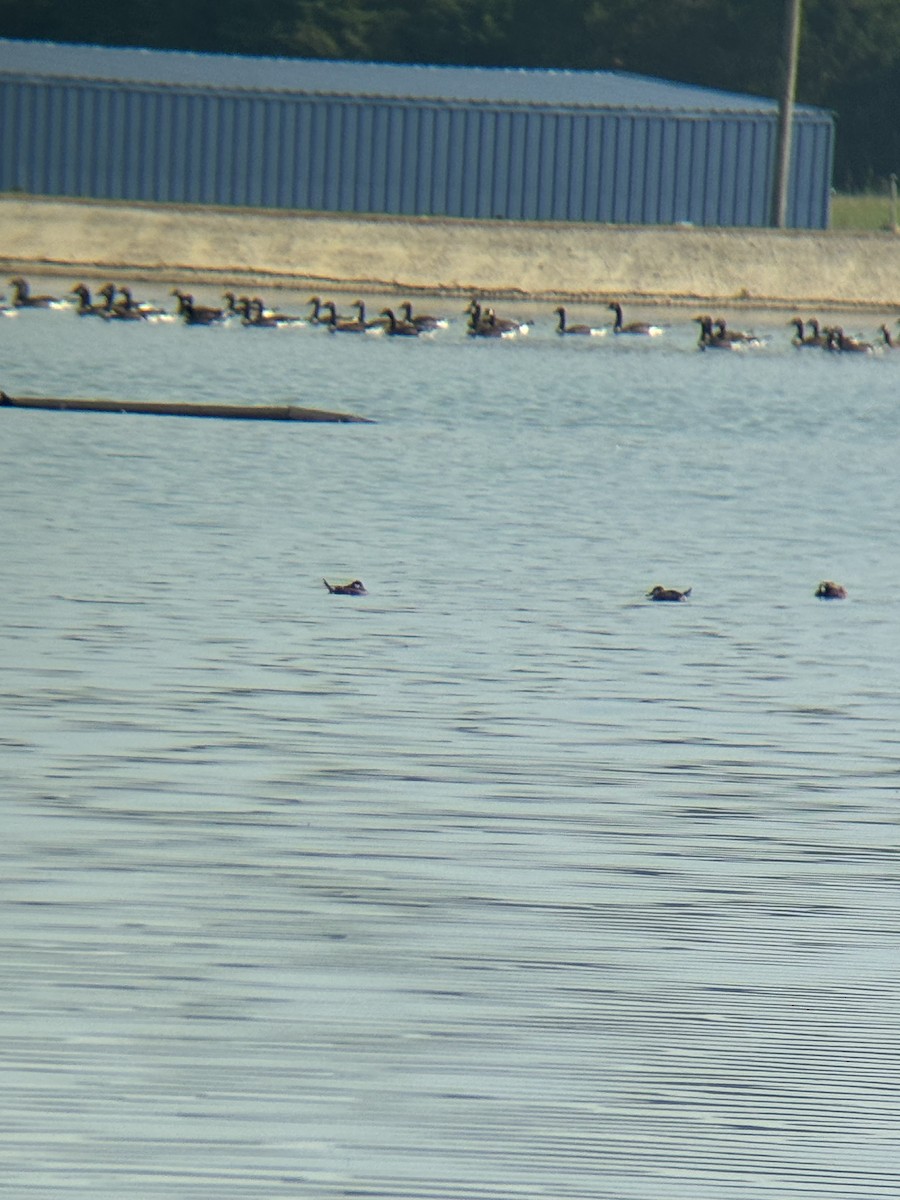 Ruddy Duck - ML638039834