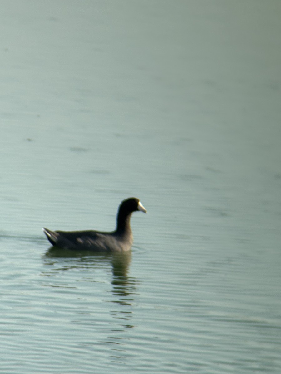 American Coot - ML638039855