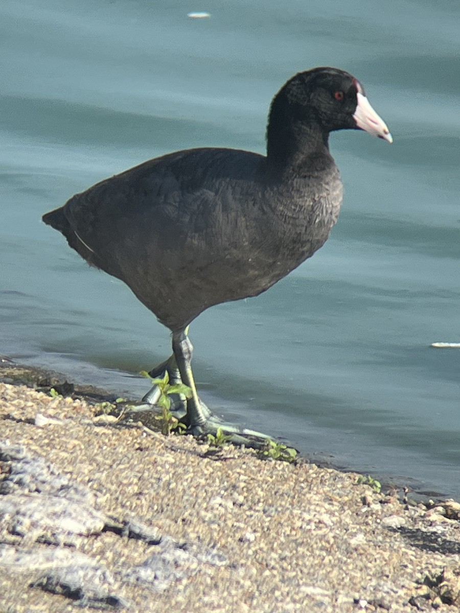 American Coot - ML638039856