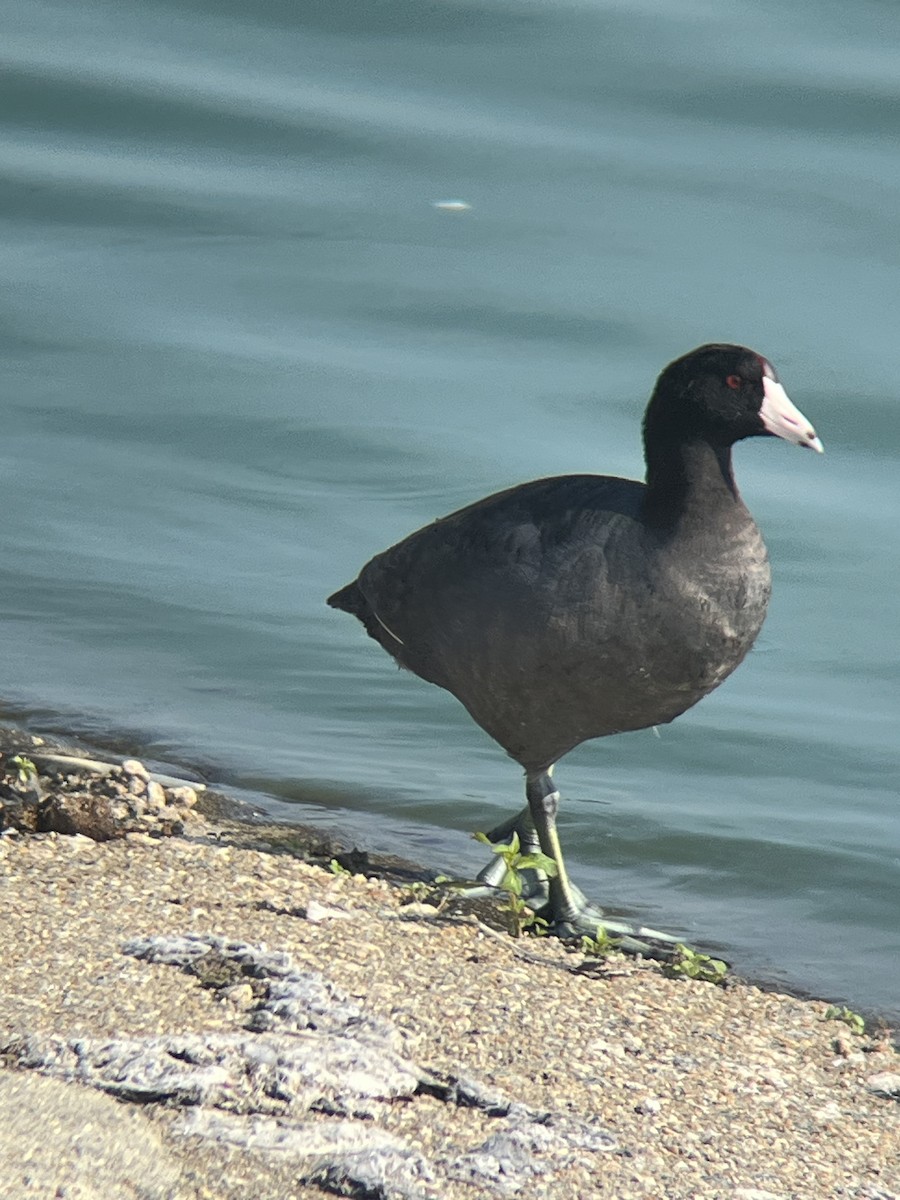 American Coot - ML638039857