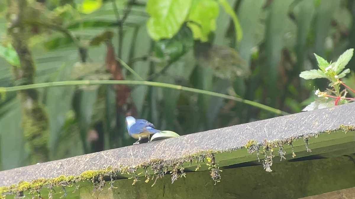 Fawn-breasted Tanager - ML638039875