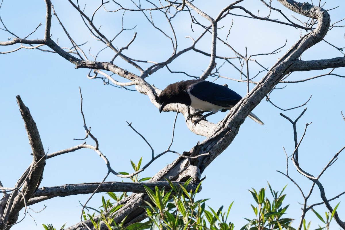 Curl-crested Jay - ML638039942