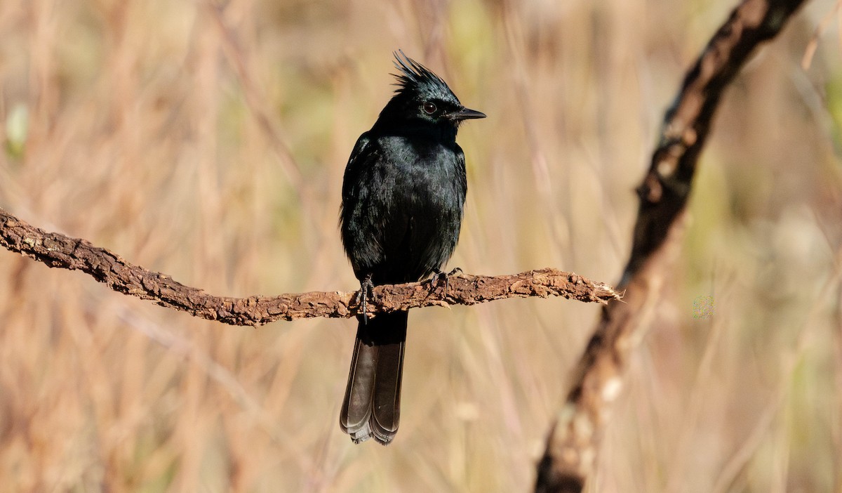 Crested Black-Tyrant - ML638039945