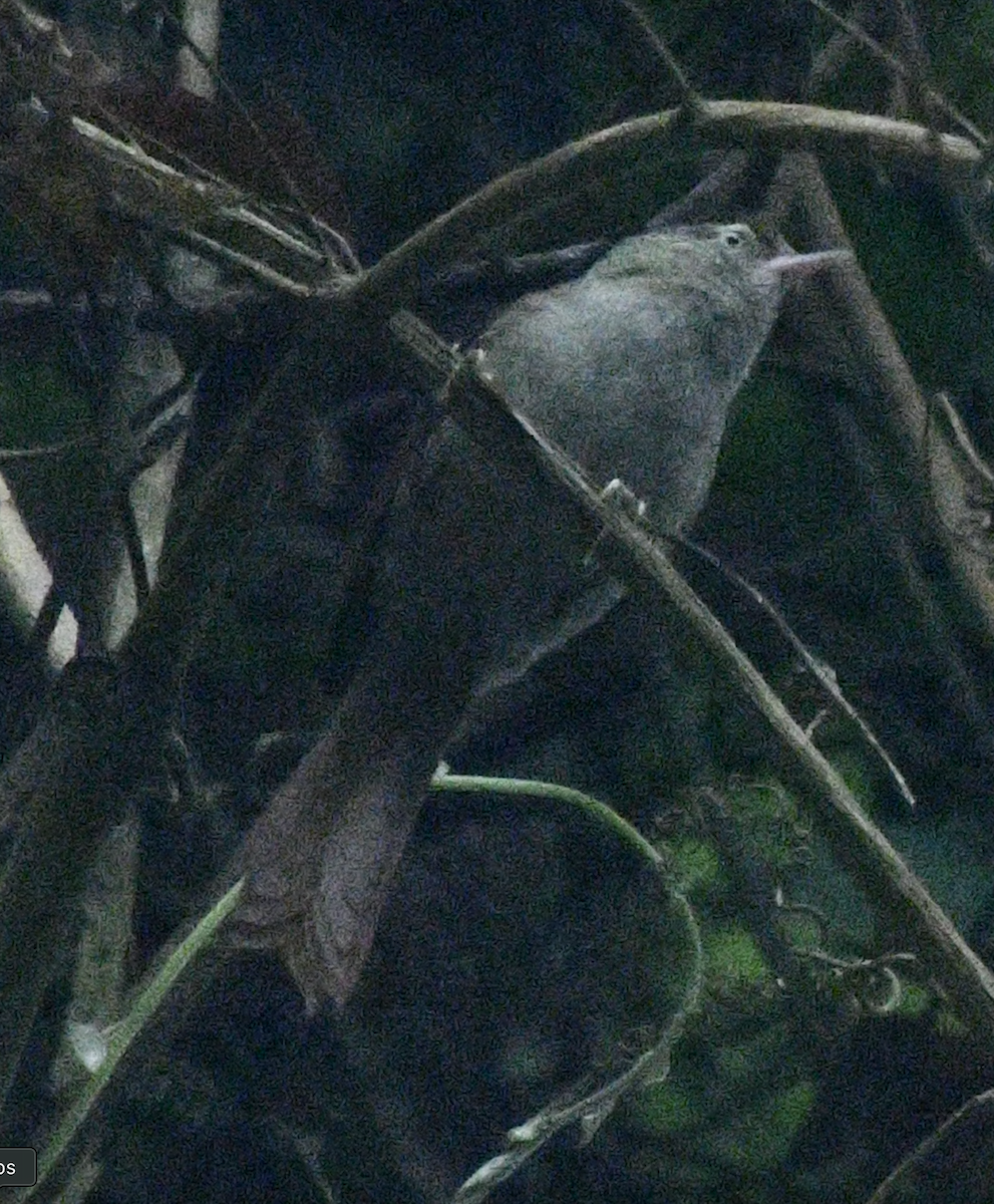 Streak-capped Spinetail - ML638039951