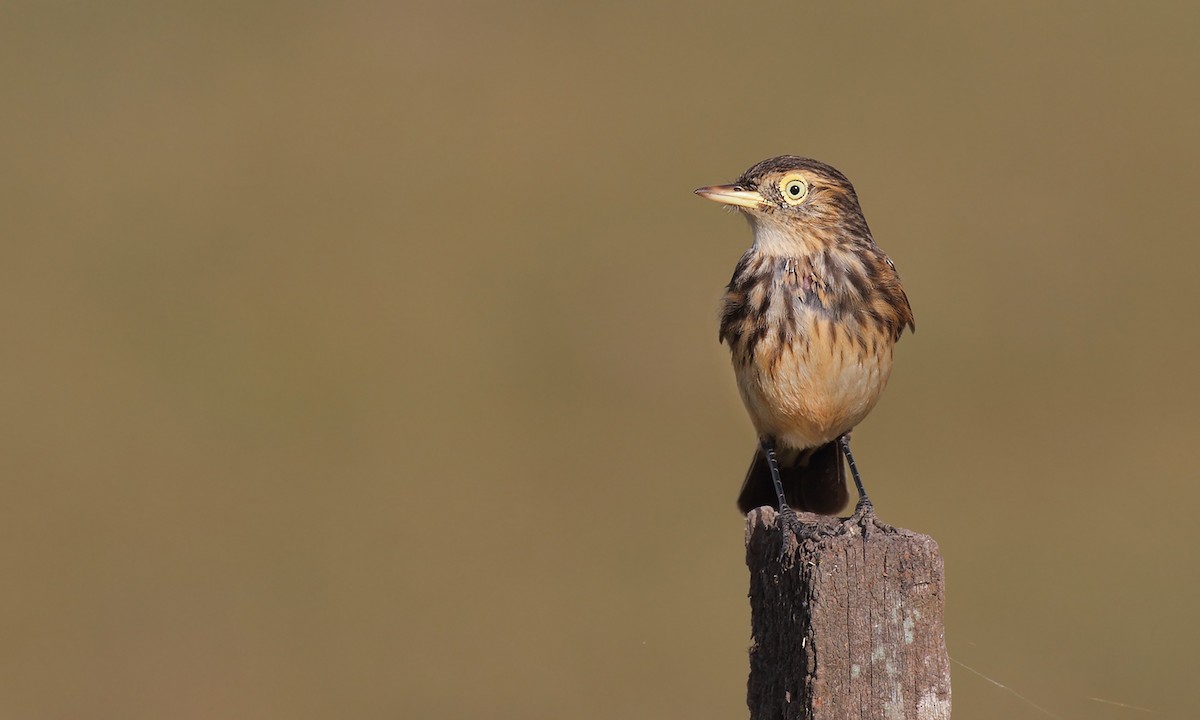 Spectacled Tyrant - ML638039959