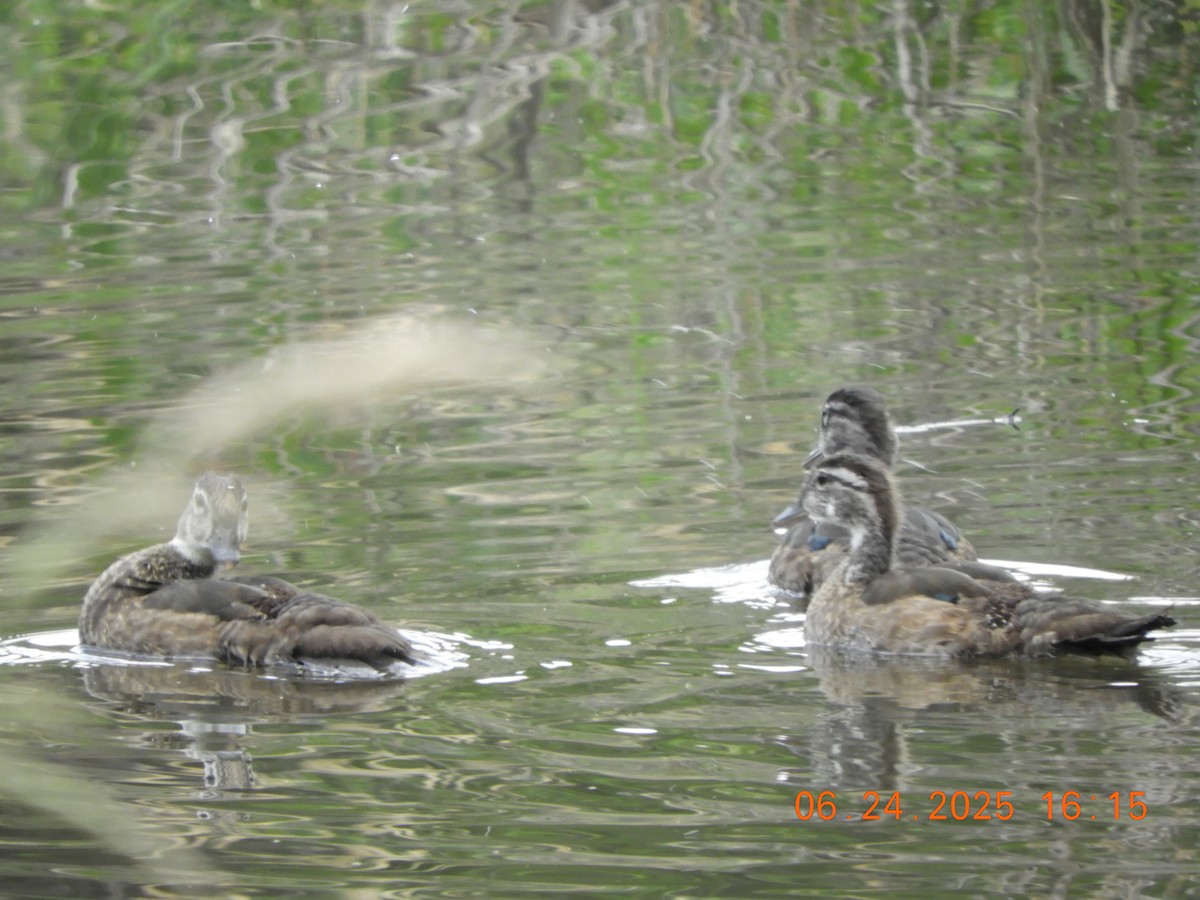 Canard branchu - ML638039962