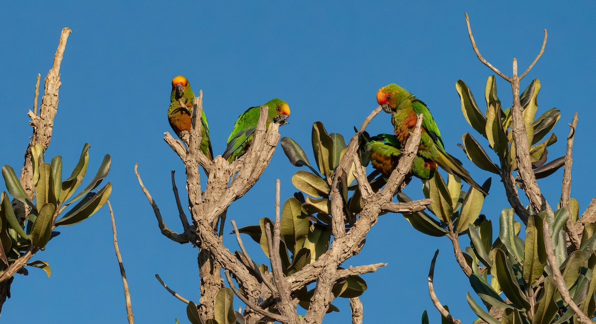 Golden-capped Parakeet - ML638039963