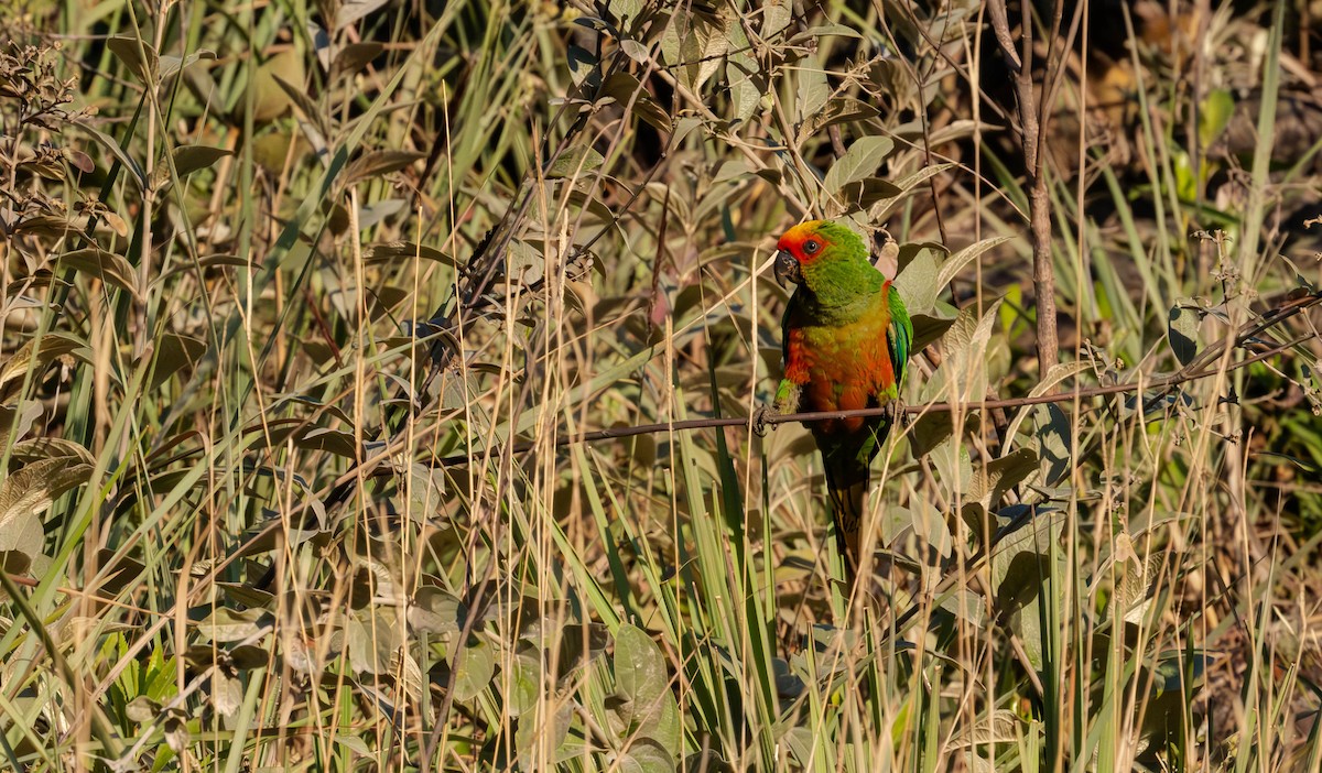 Golden-capped Parakeet - ML638039965