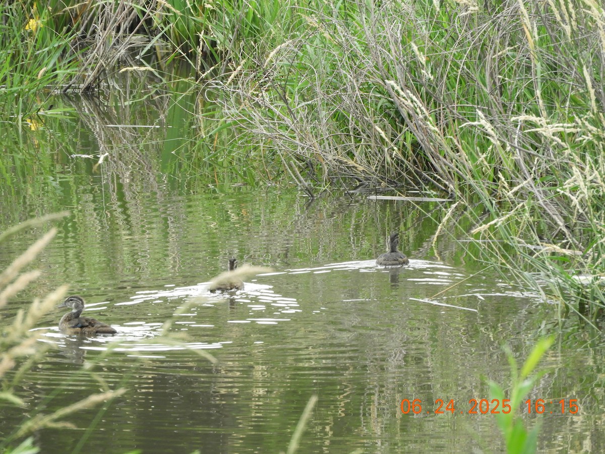 Canard branchu - ML638039966
