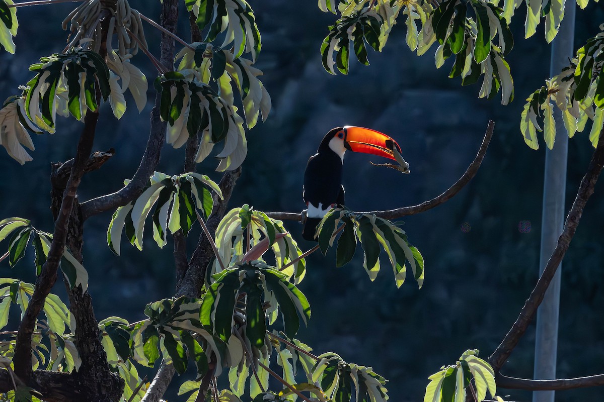 Toco Toucan - ML638040002