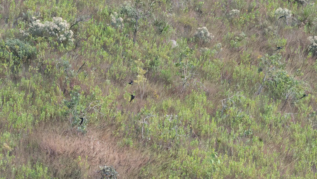 White-collared Swift - ML638040048