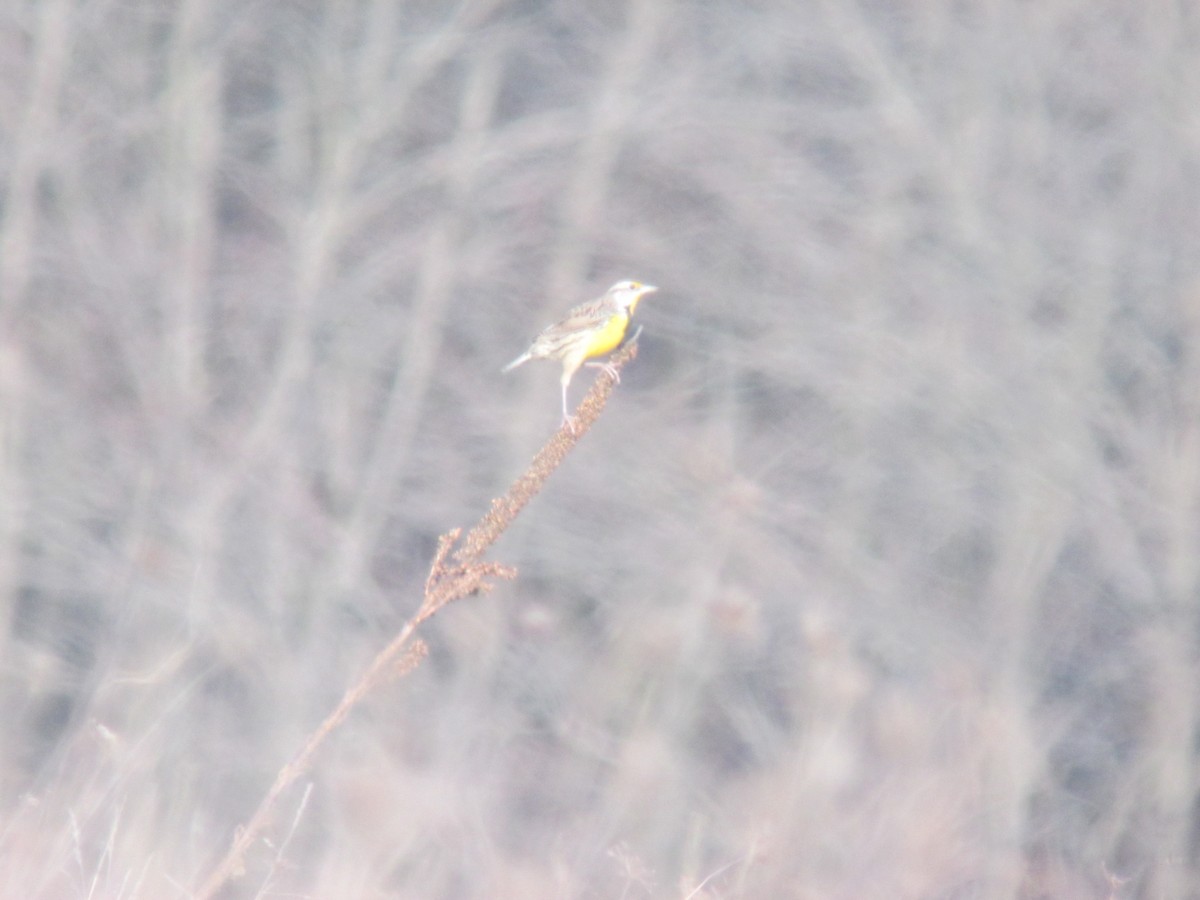 Eastern Meadowlark - ML638040052