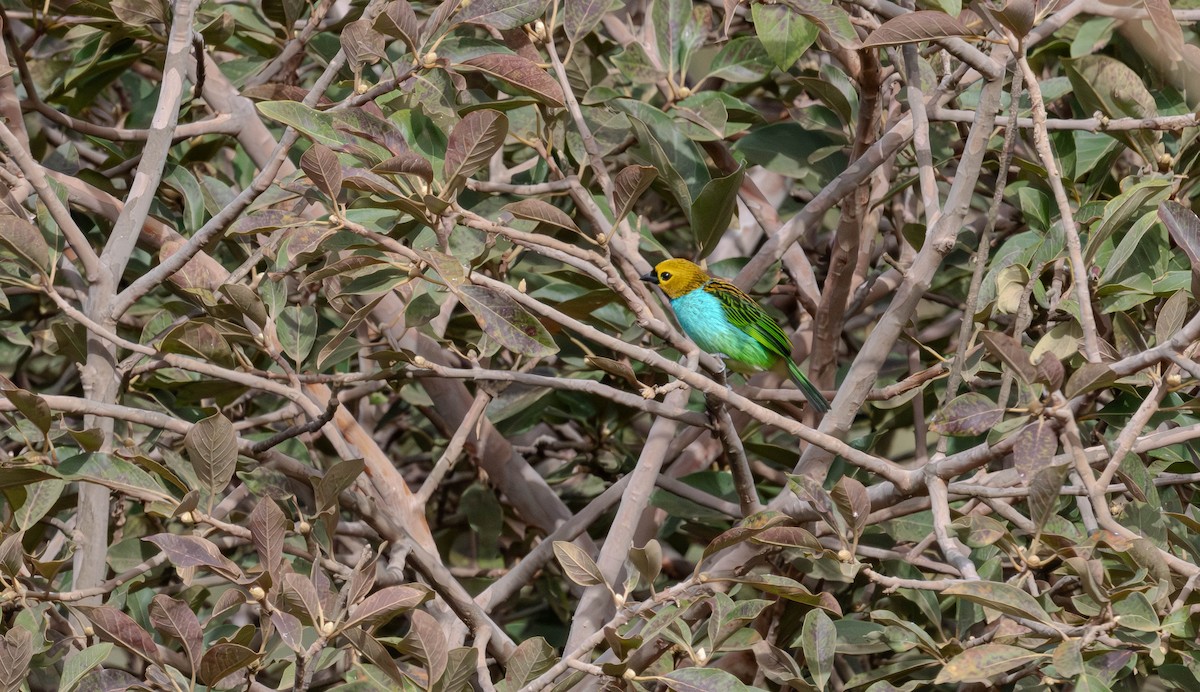 Gilt-edged Tanager - ML638040054