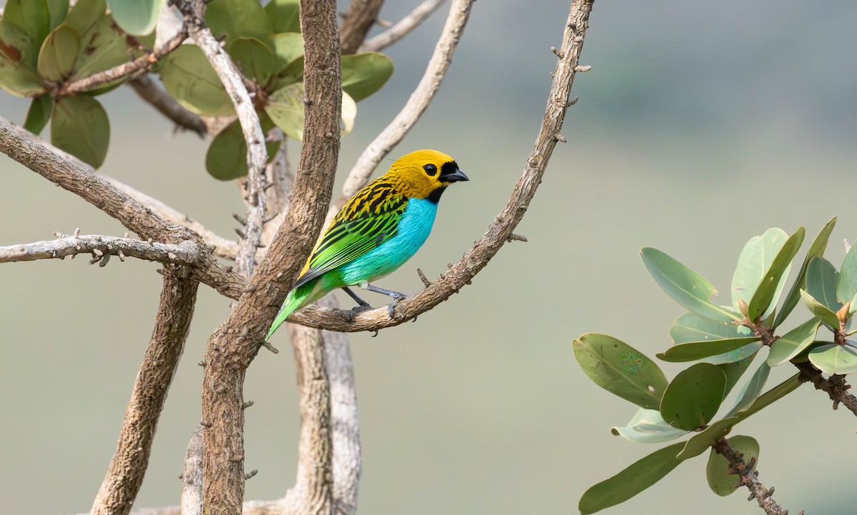 Gilt-edged Tanager - ML638040056