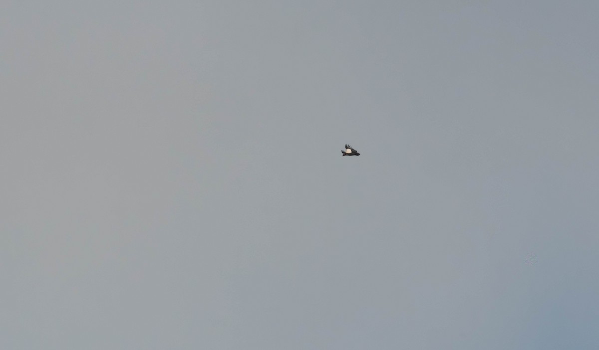 King Vulture - ML638040071