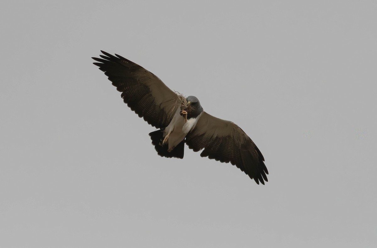Black-chested Buzzard-Eagle - ML638040075