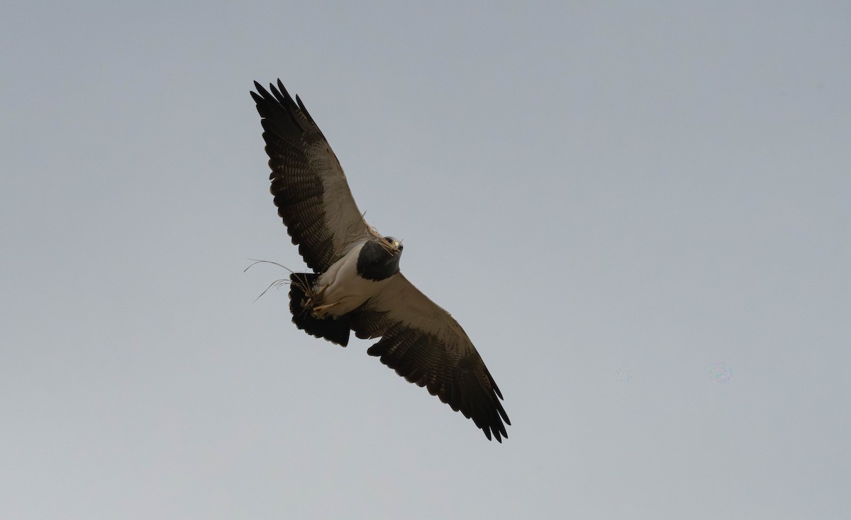Black-chested Buzzard-Eagle - ML638040076