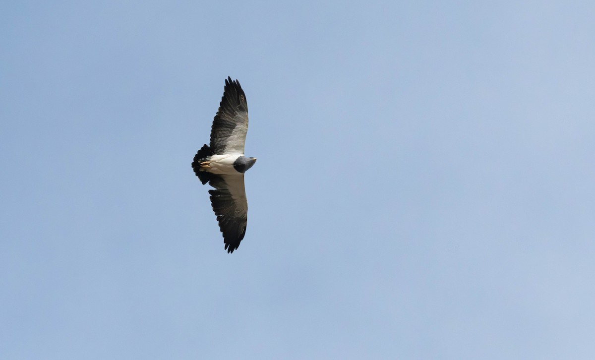 Black-chested Buzzard-Eagle - ML638040079
