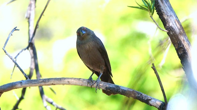 Bronzed Cowbird - ML638040089