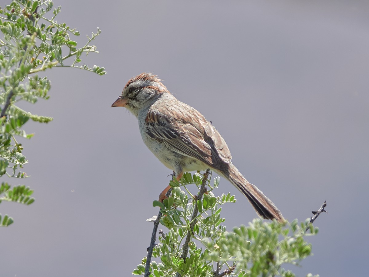 Rufous-winged Sparrow - ML638040109