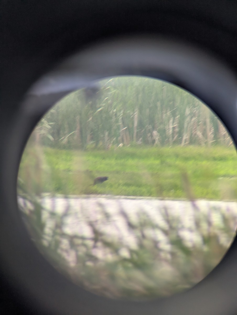 White-faced Ibis - ML638040111