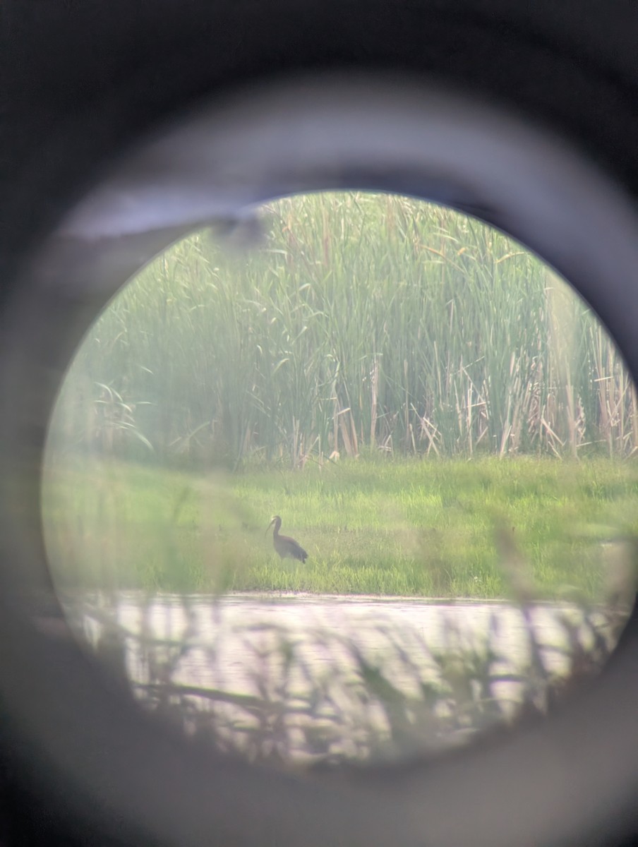 White-faced Ibis - ML638040112