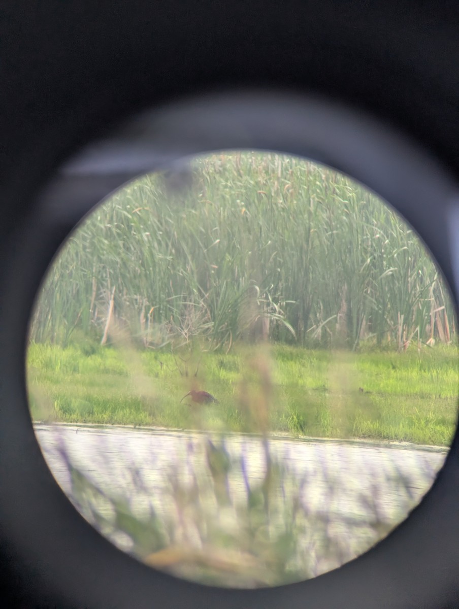 White-faced Ibis - ML638040113