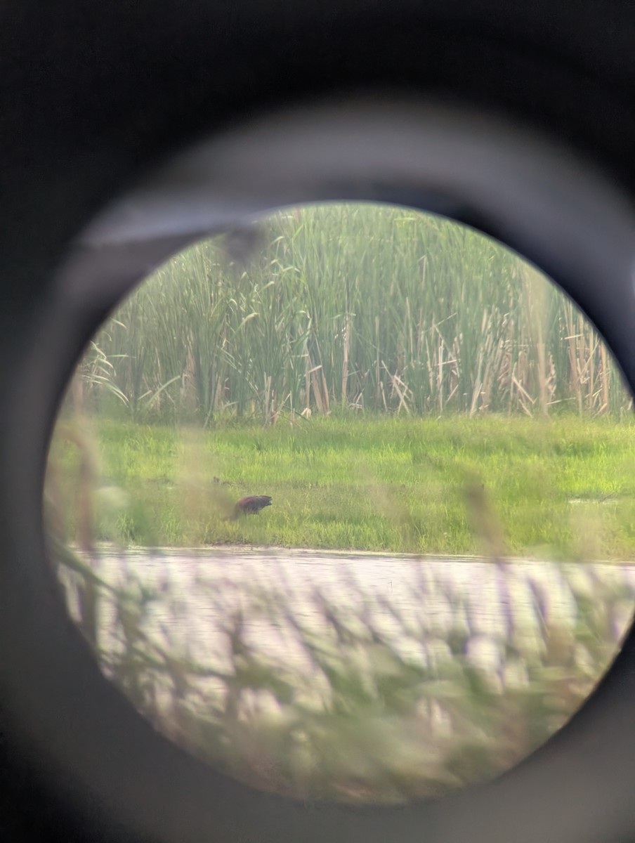 White-faced Ibis - ML638040114