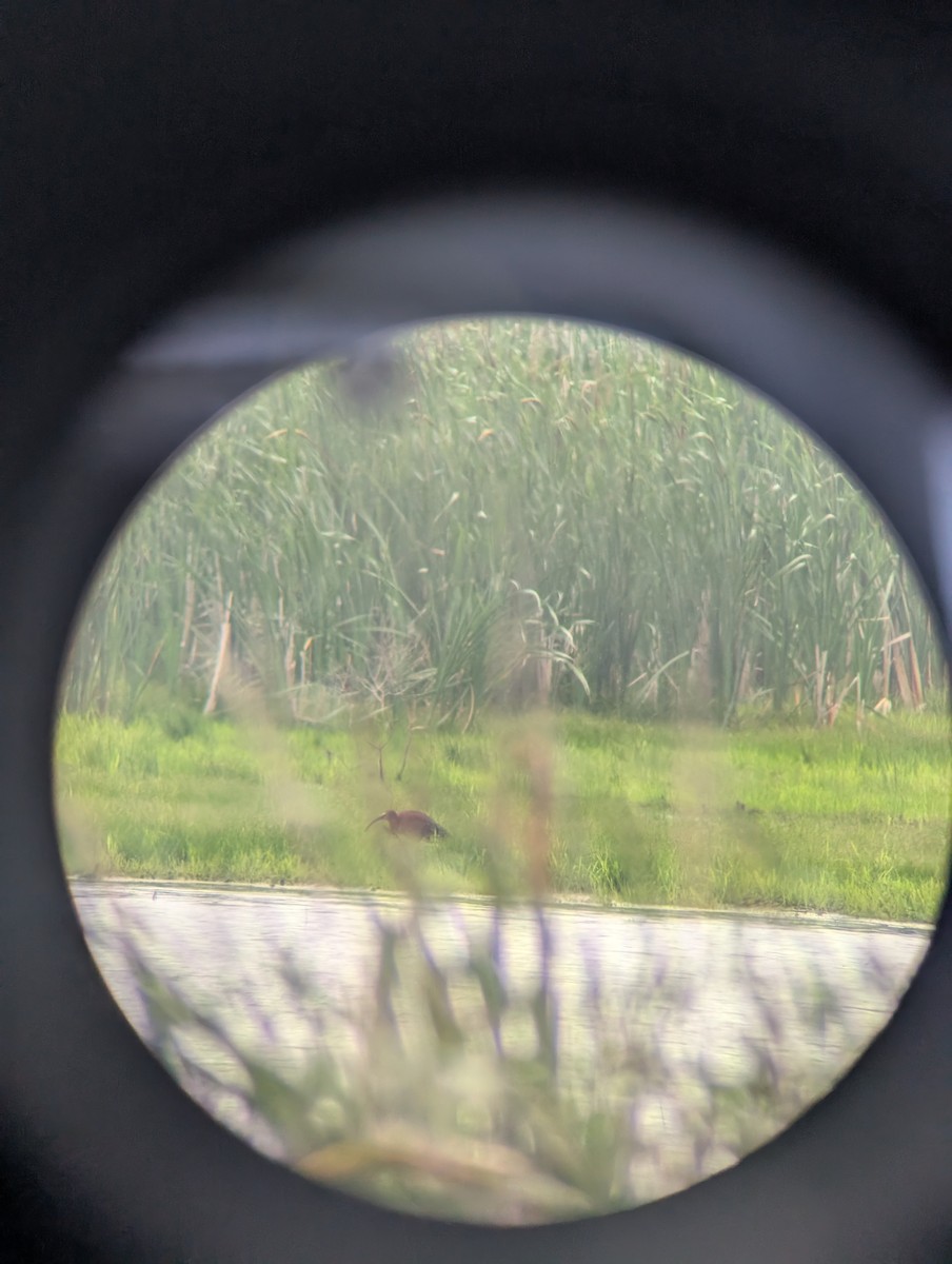 White-faced Ibis - ML638040115