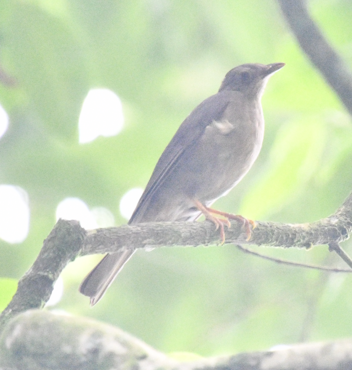 Yellow-legged Thrush - ML638040143