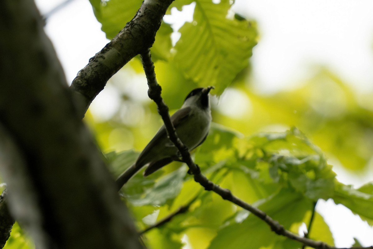 Kaskabeltz txikia - ML638040227