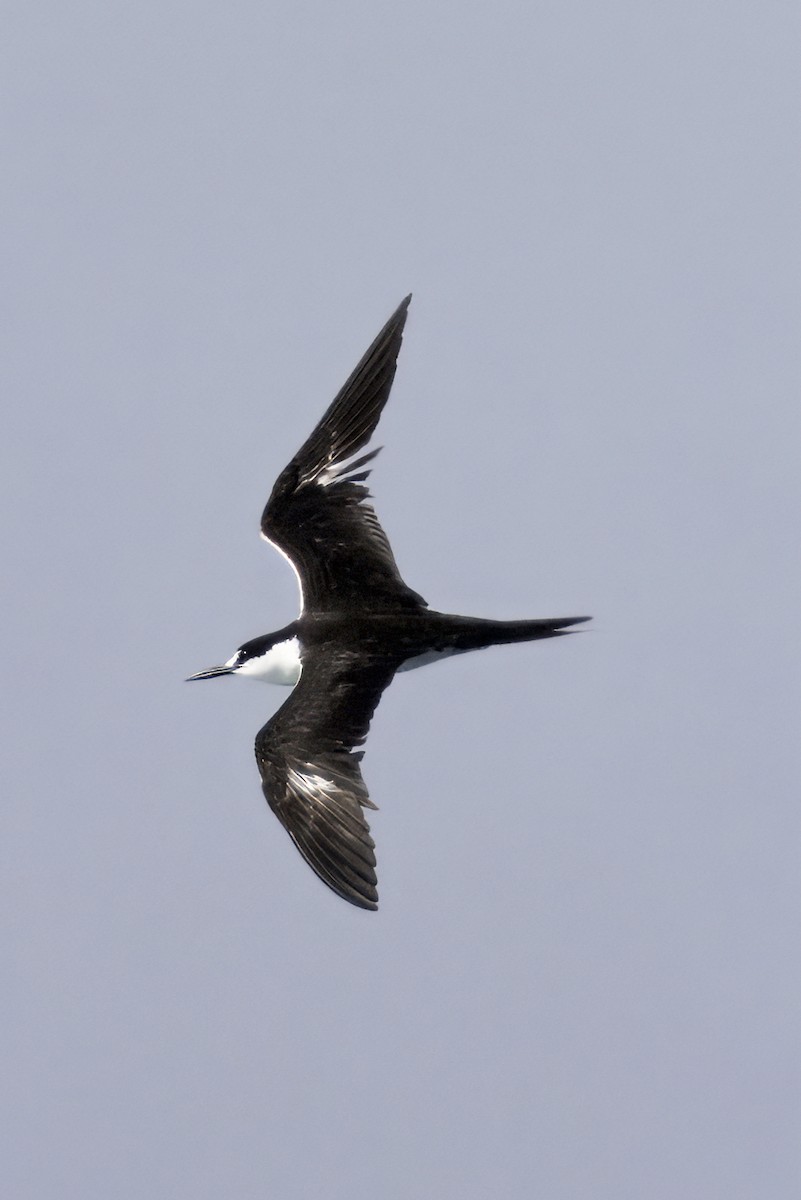 Sooty Tern - ML638040241