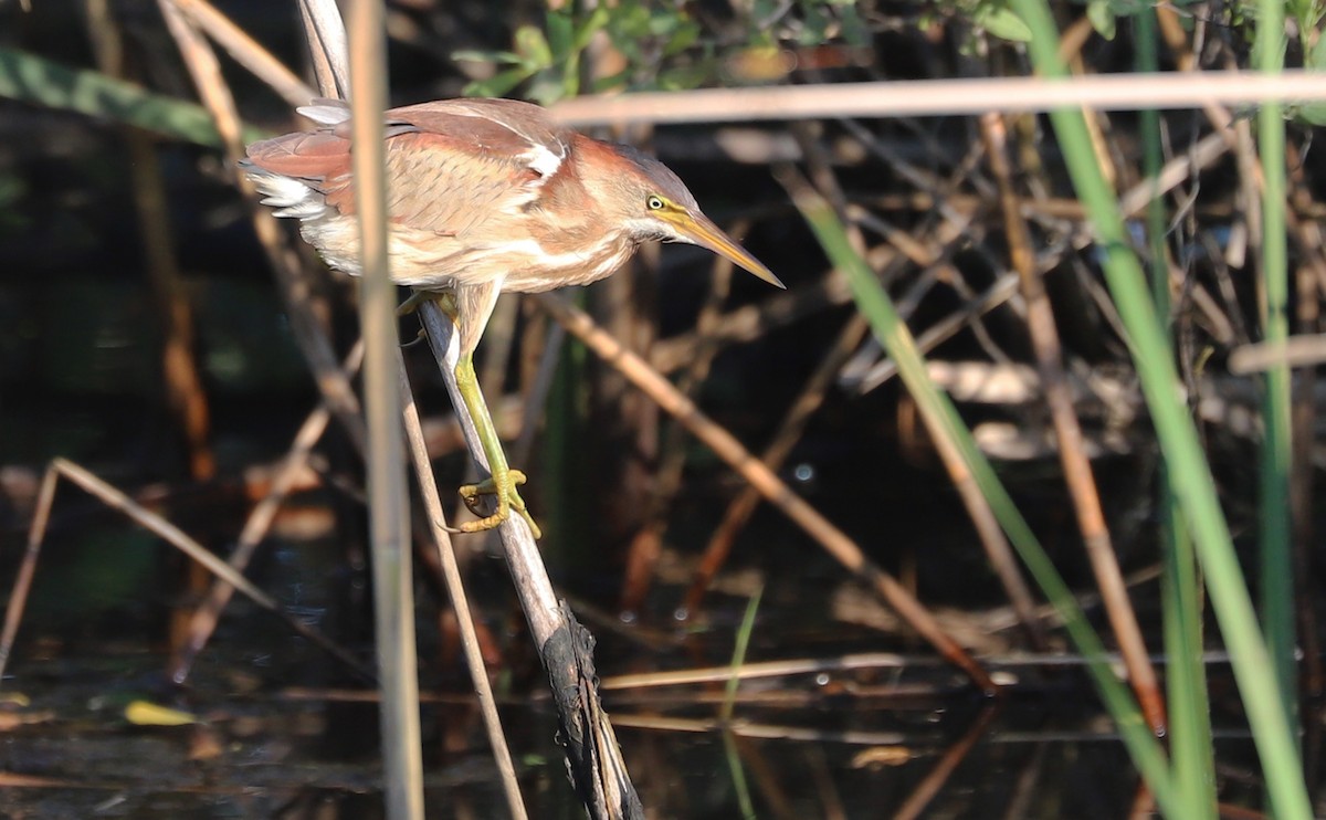 Least Bittern - ML638040263