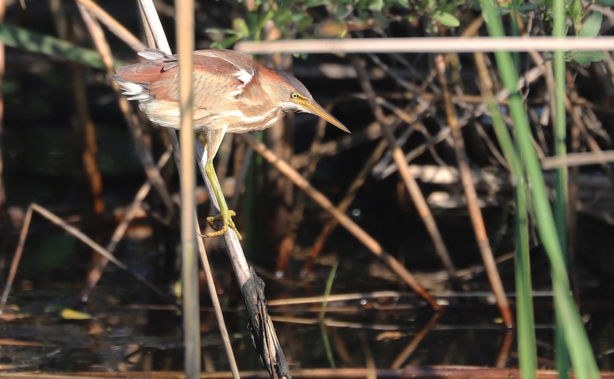 Least Bittern - ML638040265