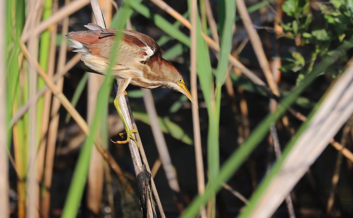 Least Bittern - ML638040268