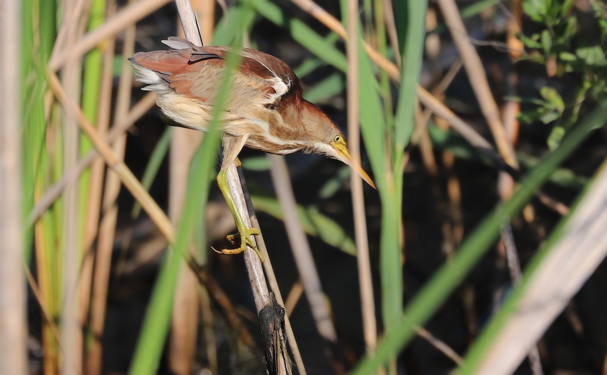 Least Bittern - ML638040273