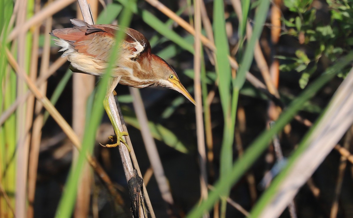 Least Bittern - ML638040277