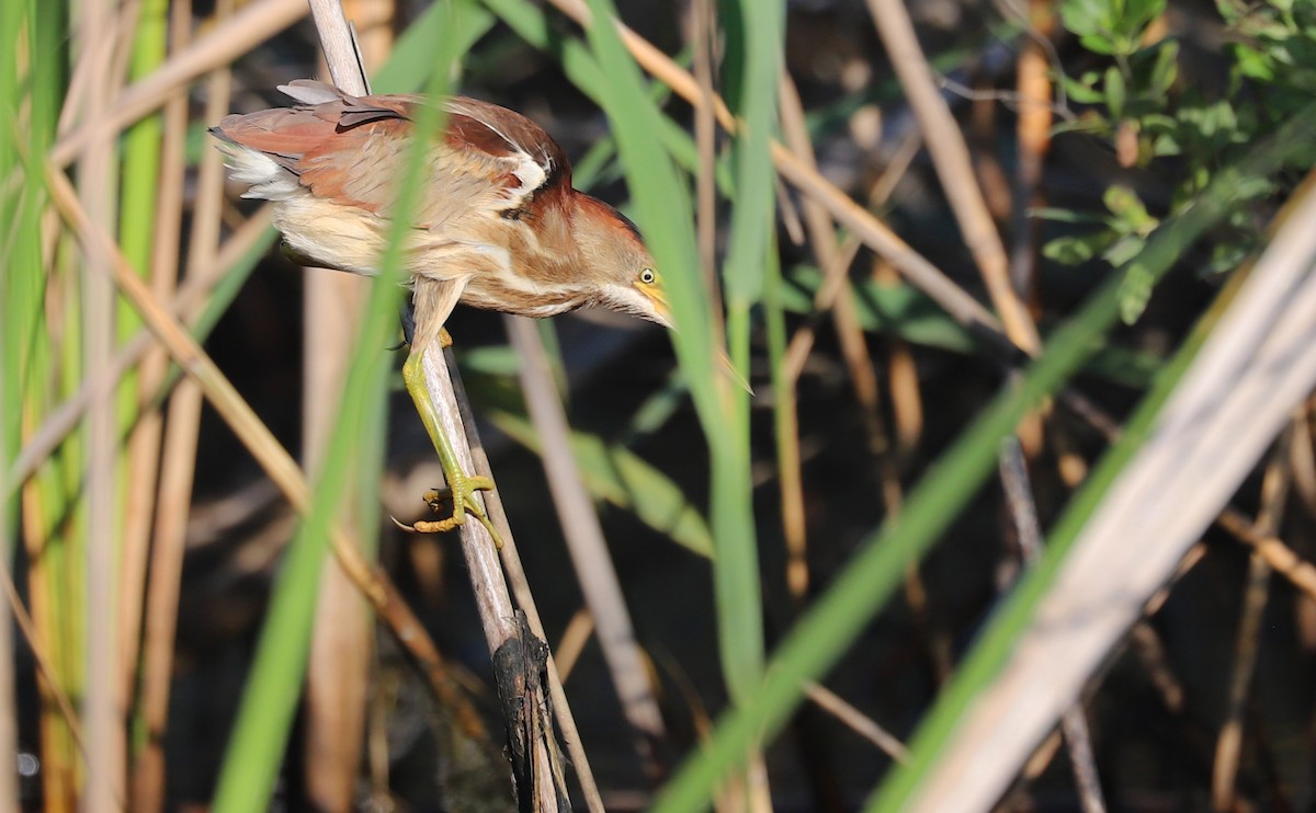 Least Bittern - ML638040279