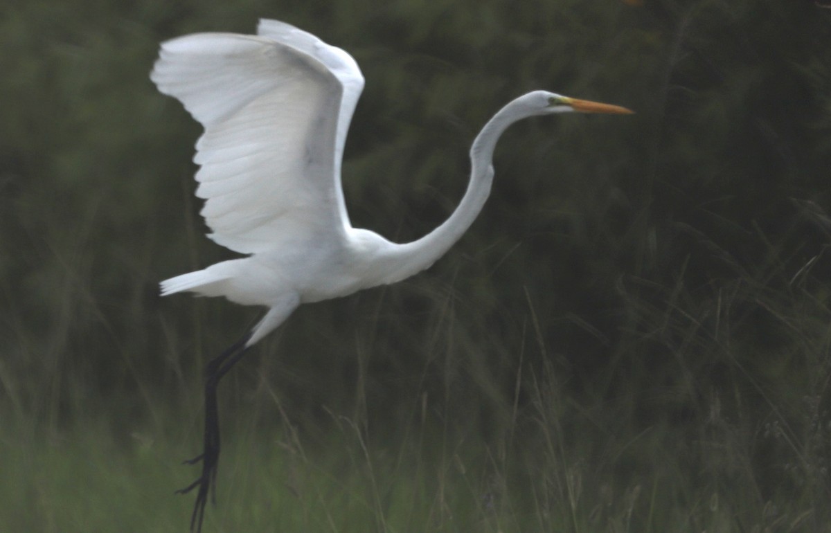 egretthegre - ML638040281