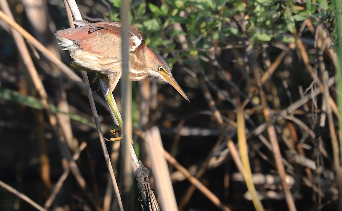 Least Bittern - ML638040288