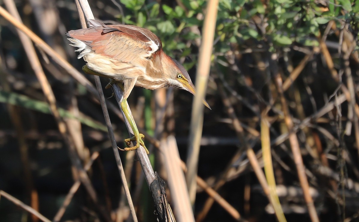 Least Bittern - ML638040290