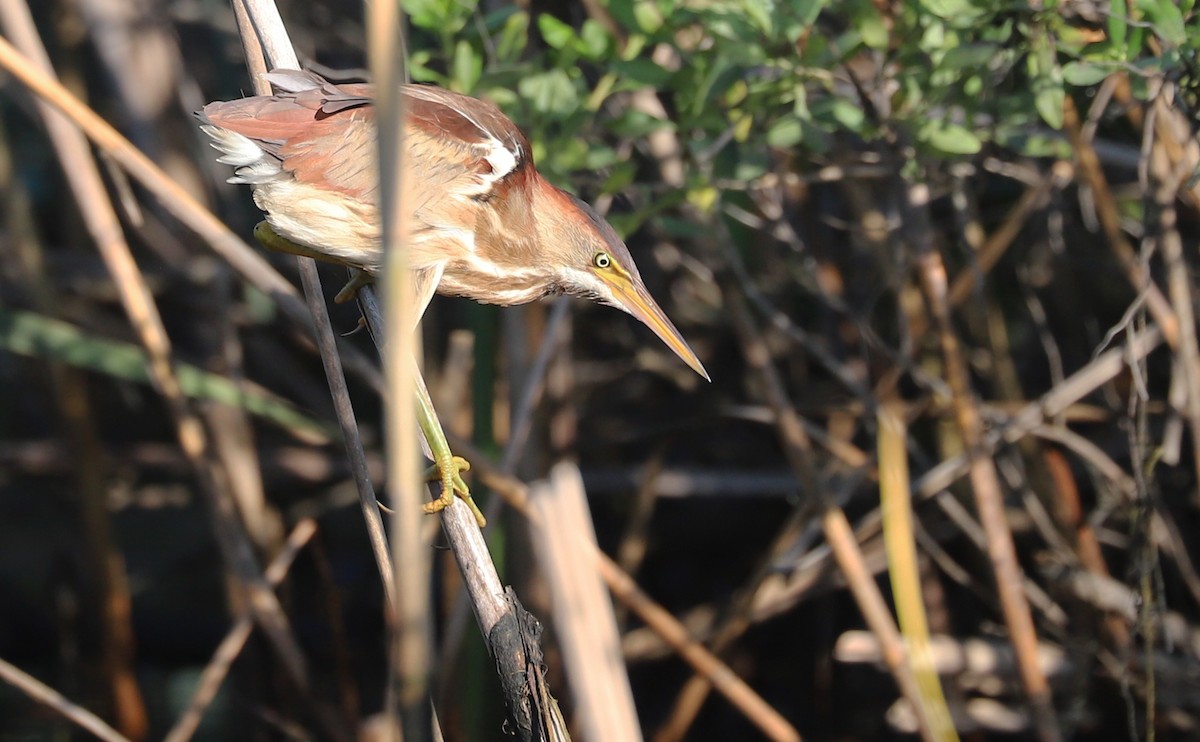 Least Bittern - ML638040293